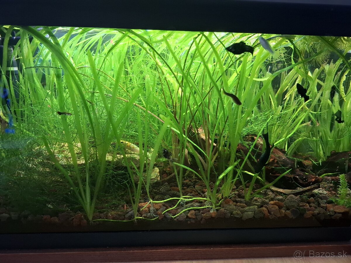 Akvárium 60L