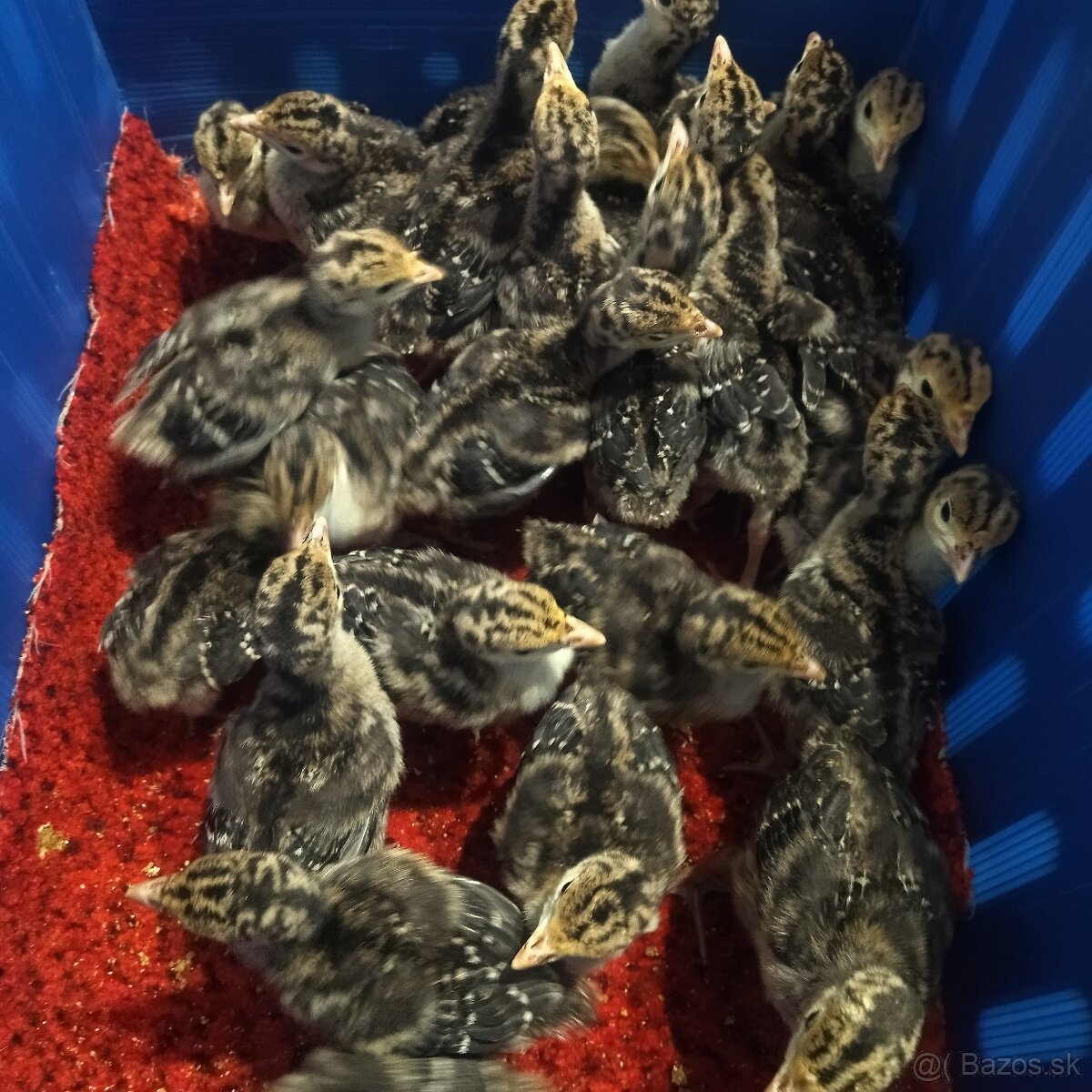 Predám nasadbove vajcia morky