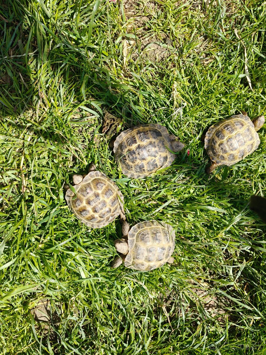 Korytnacka stepna (agrionemys horsfieldii)