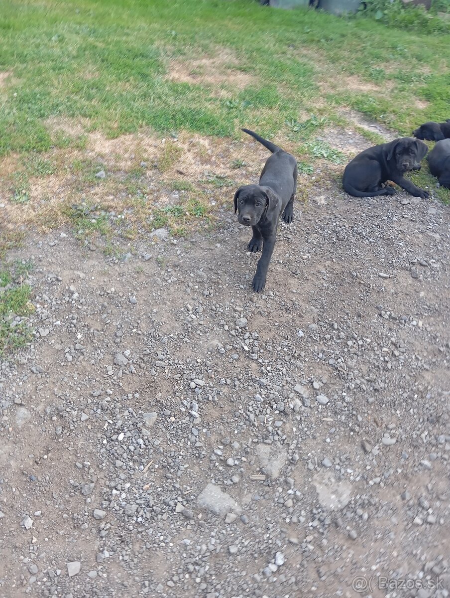 Cane corso z labradorom