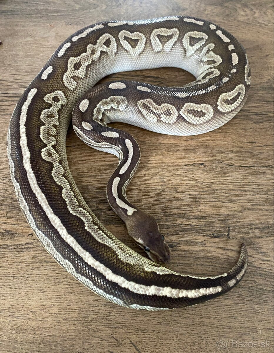 Python Regius/Pytón Královský/Krajta