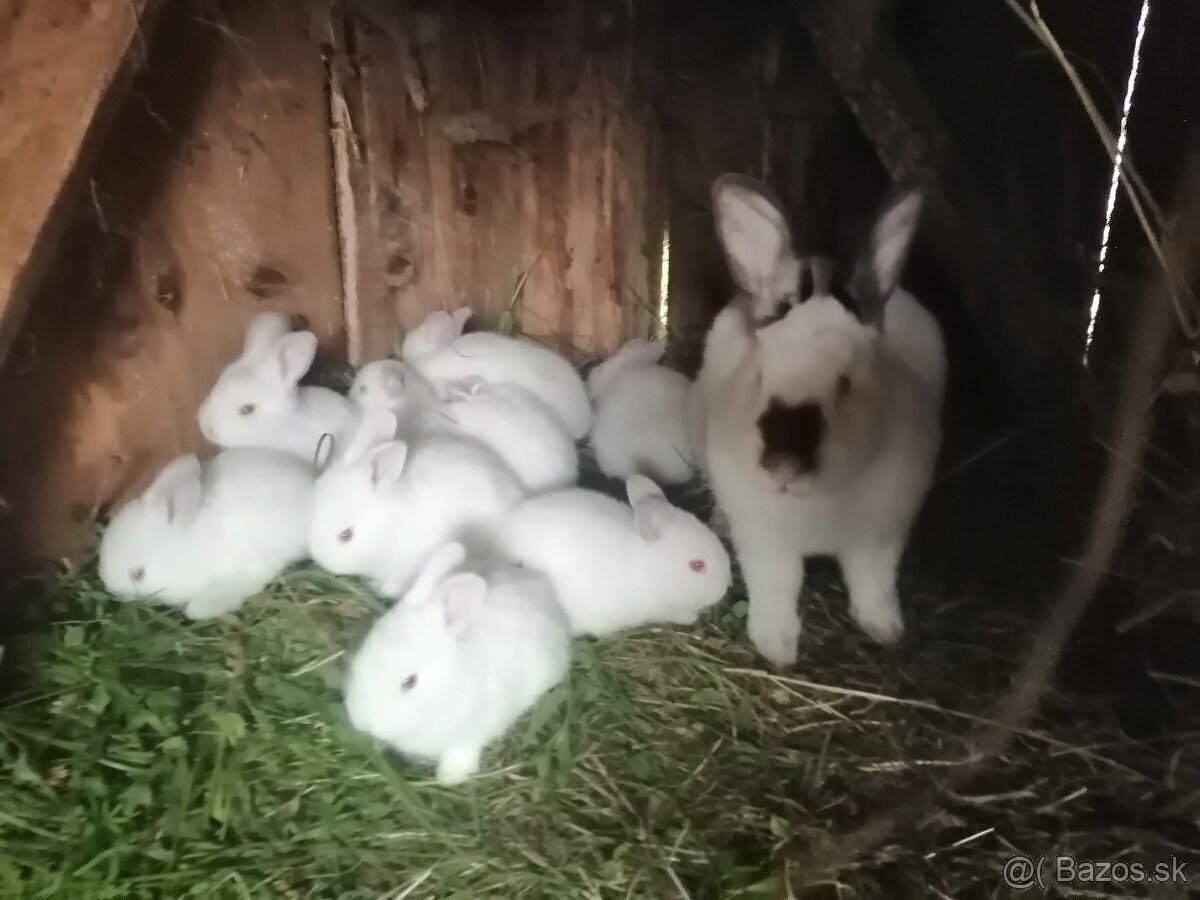 predám mladé zajace KAL x NB z jedného vrchu 9ks