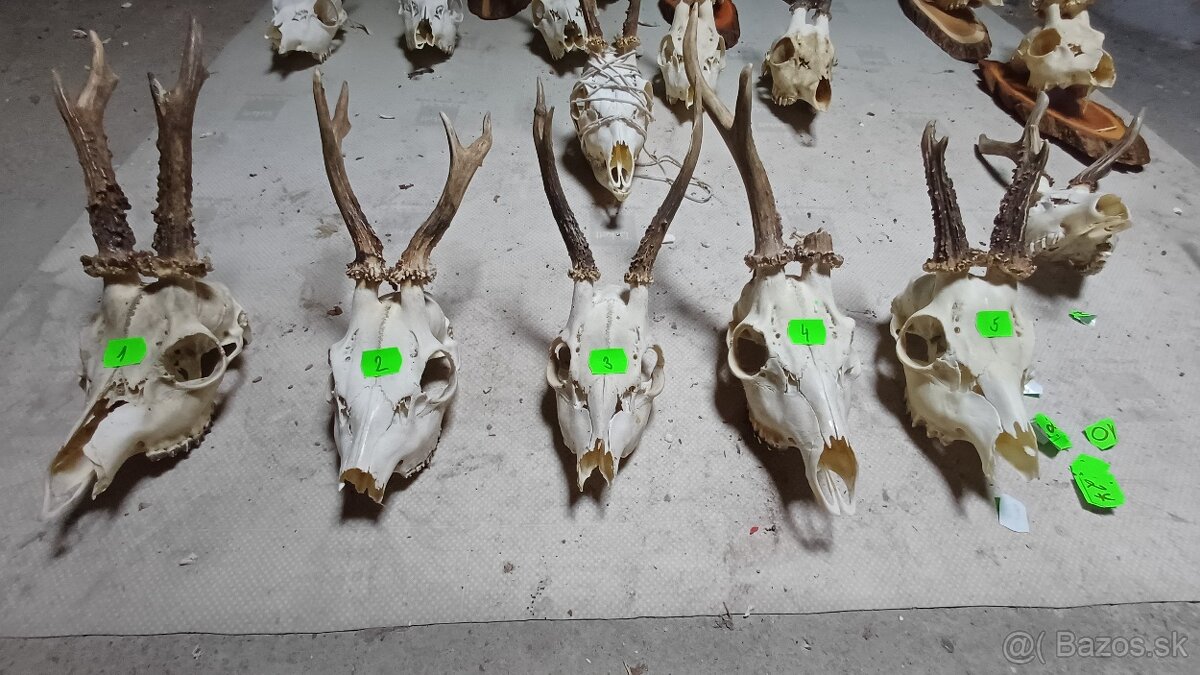 Trofeje - srnec, parožie