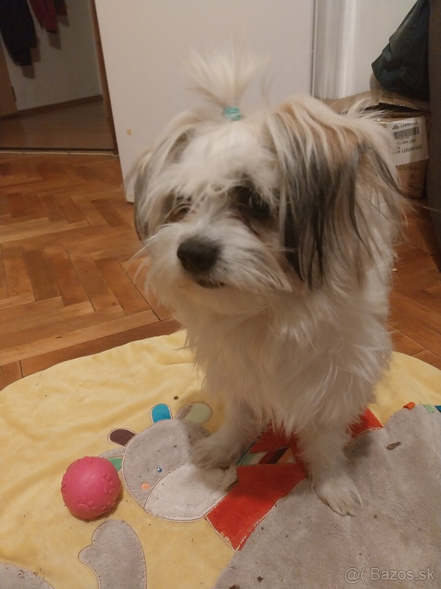 Havanský bišónik Psik