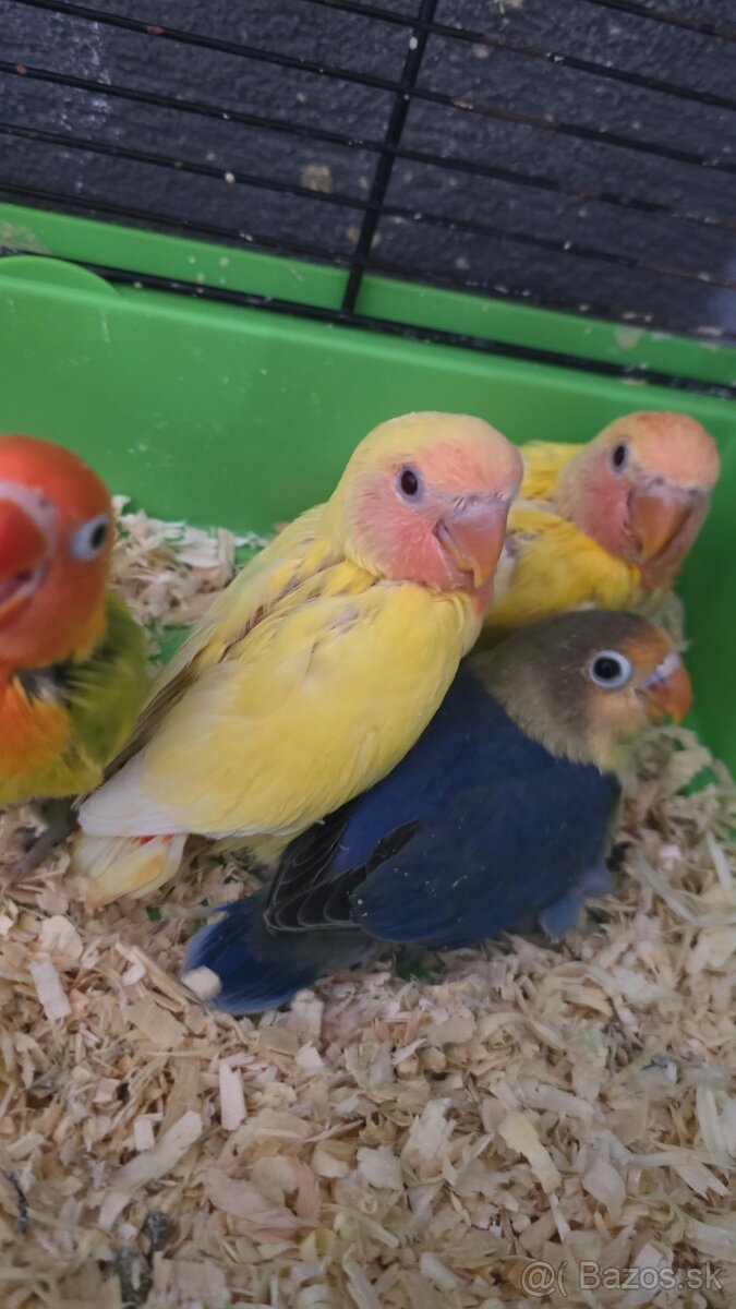 Agapornis