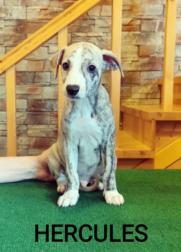 Whippet s PP