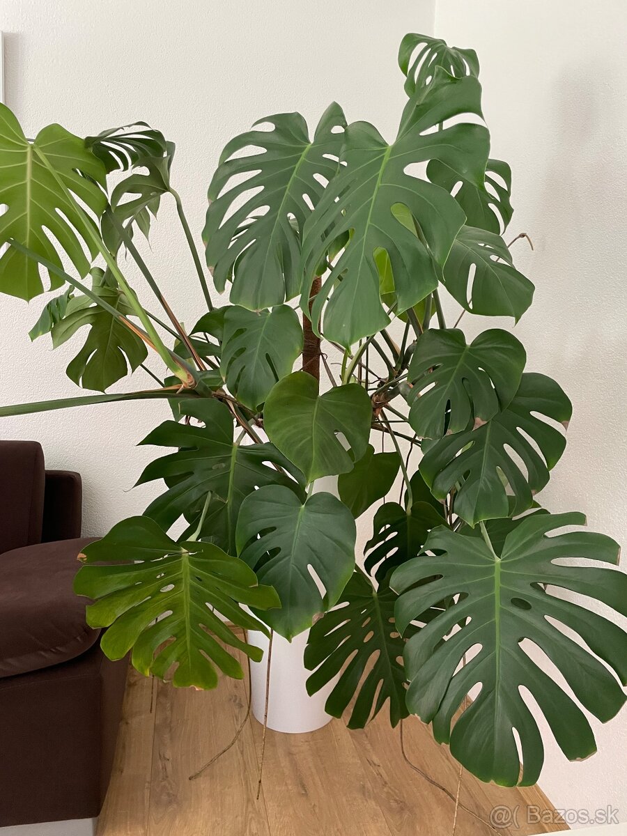 Monstera Deliciosa