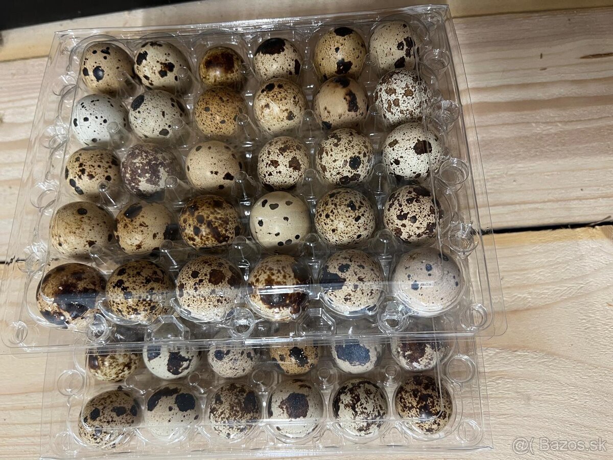 🟡 PREPELIČIE NÁSADOVÉ VAJÍČKA 🟡