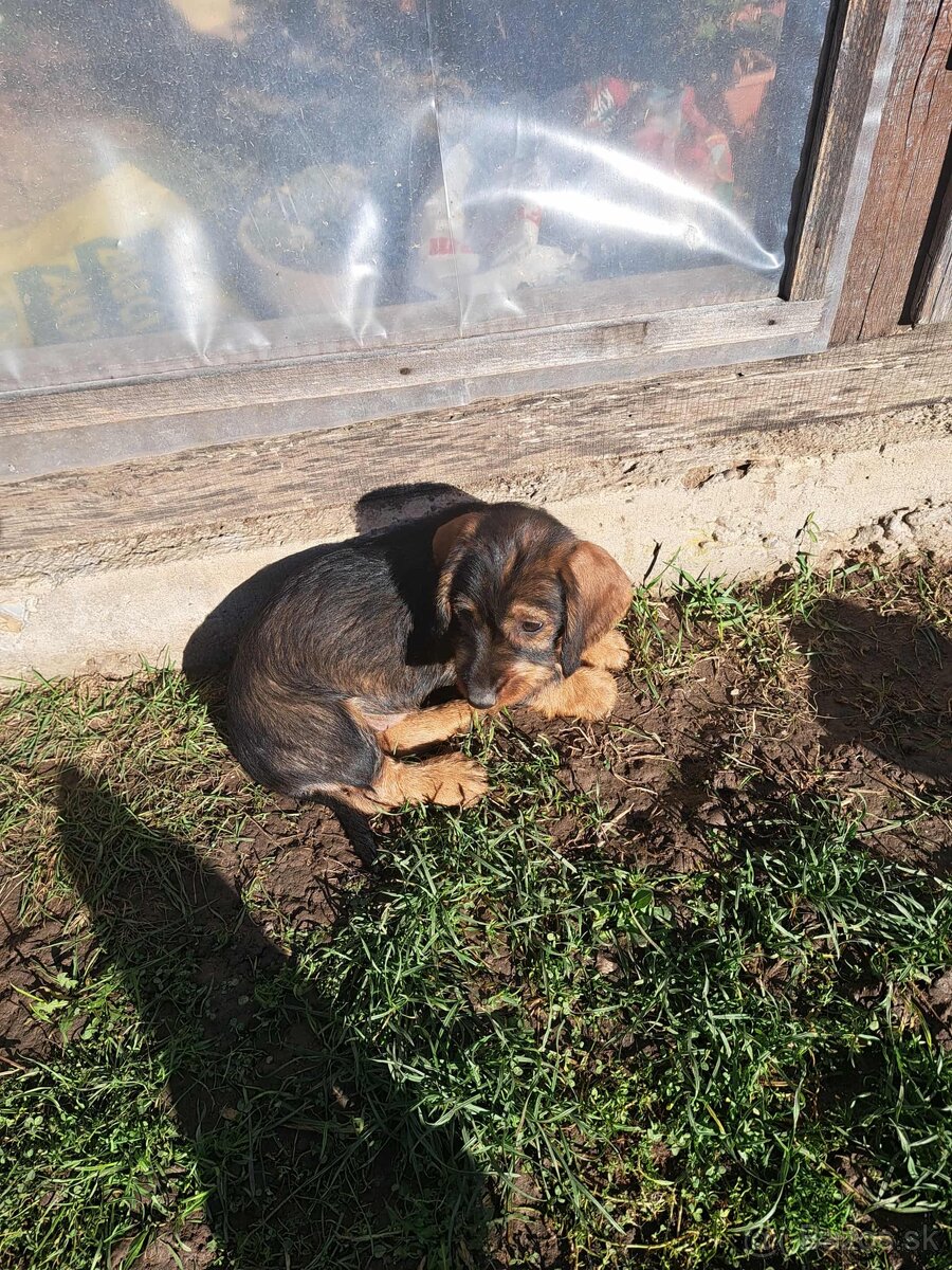 Jazvečík hrubosrstý šteniatka