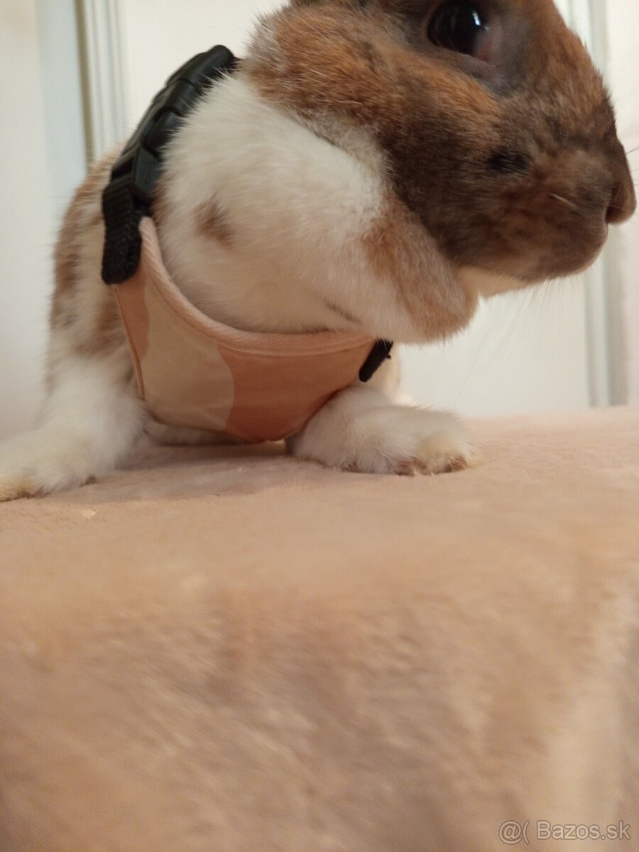 Obojok pre malé zvieratá