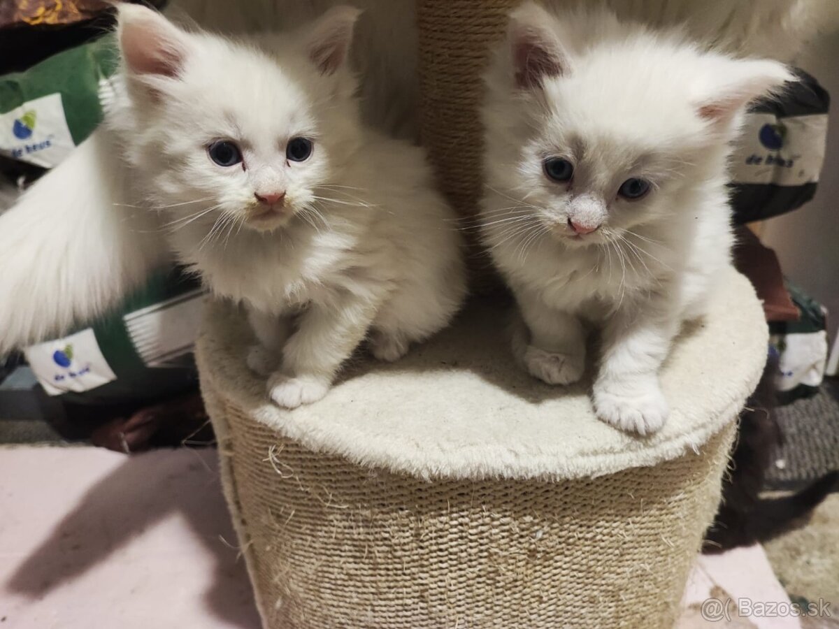 Mainské mývalie mačiatka, maine coon