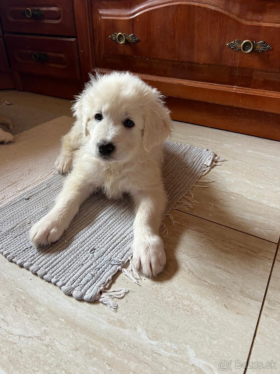 Slovenský čuvač s PP