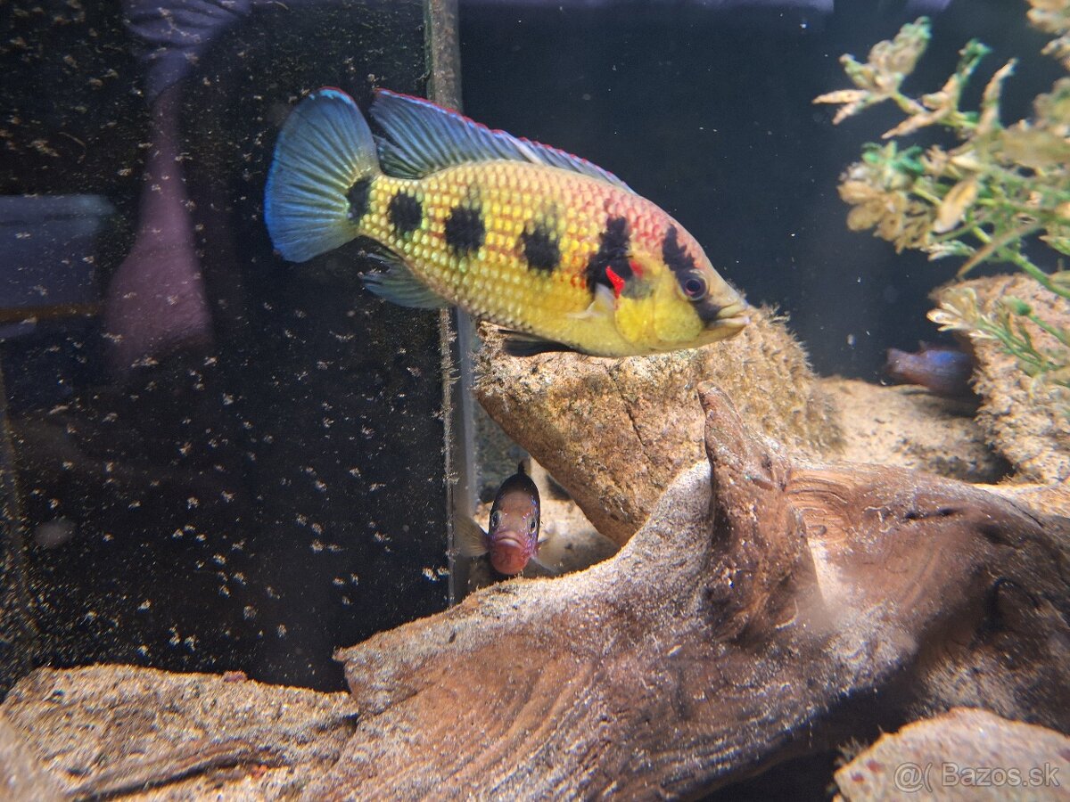 Predam Cichlidy Hemichromis elongatus Minna Niger