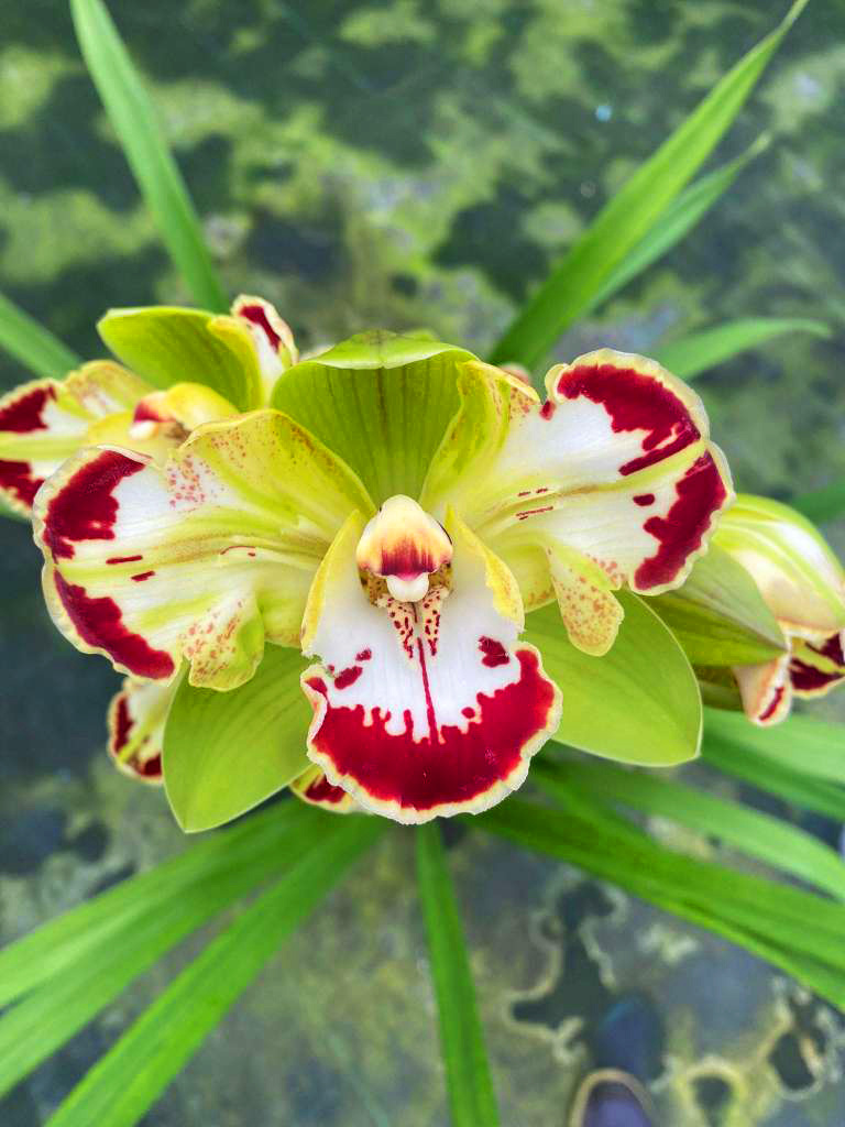 Cymbidium Italian Charm Trilip