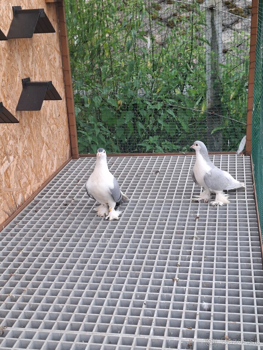 Predám holuby lahore