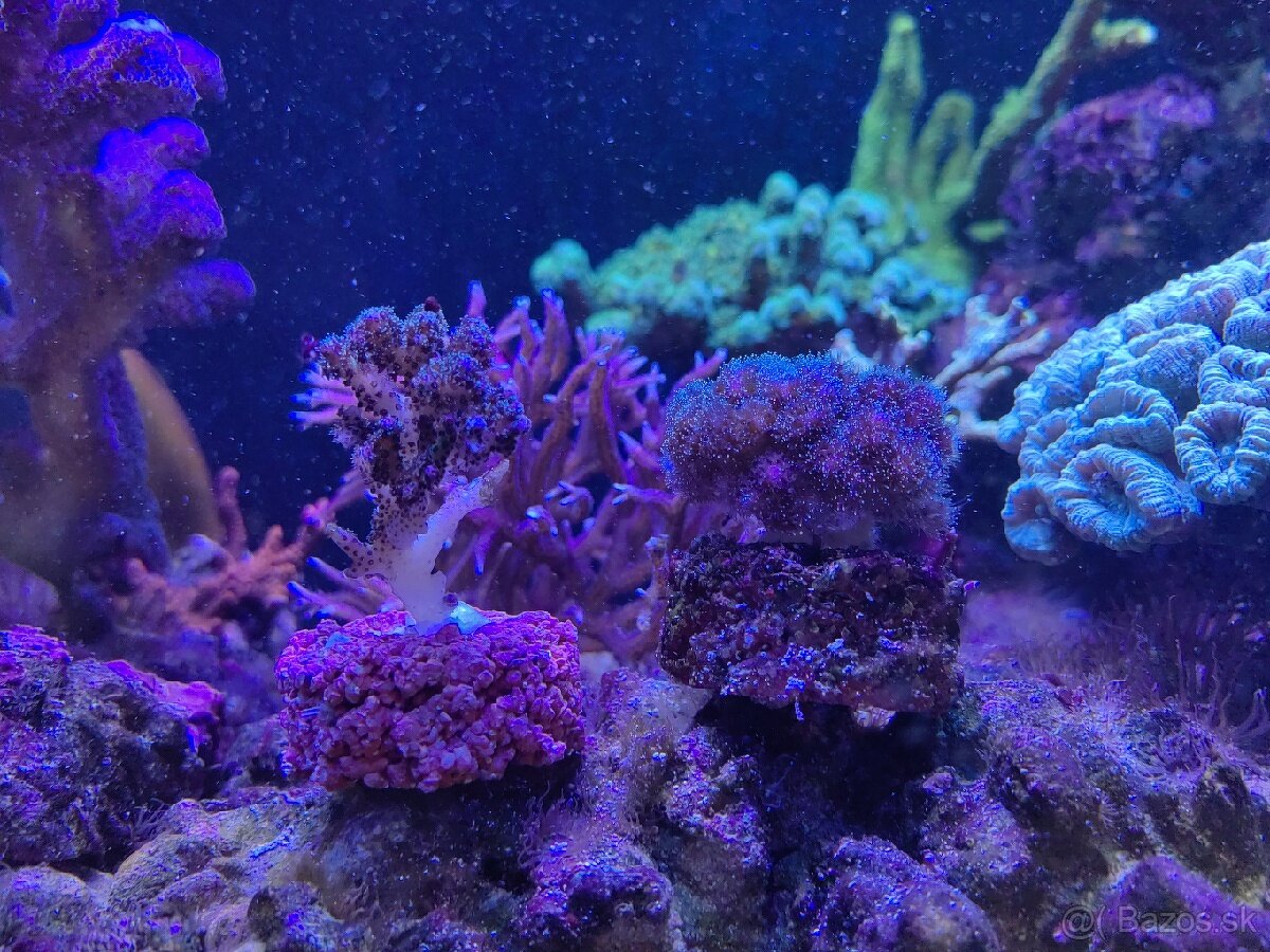 Pocillopora damicornis