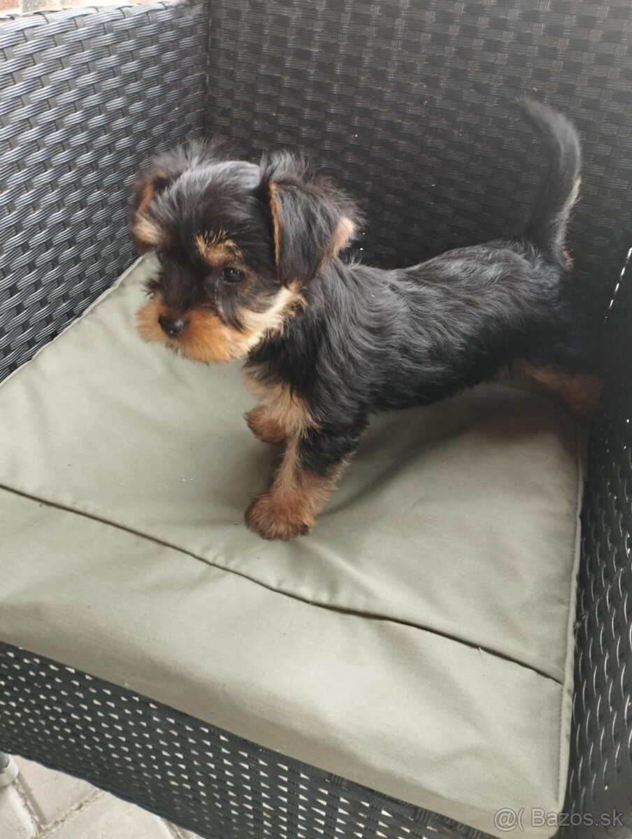 Yorkshire terrier, yorkshirsky terier, york