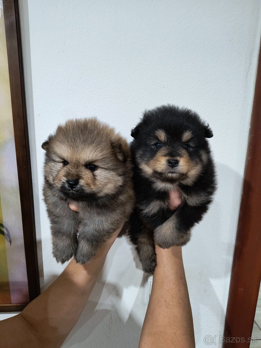 Špic typ pomeranian