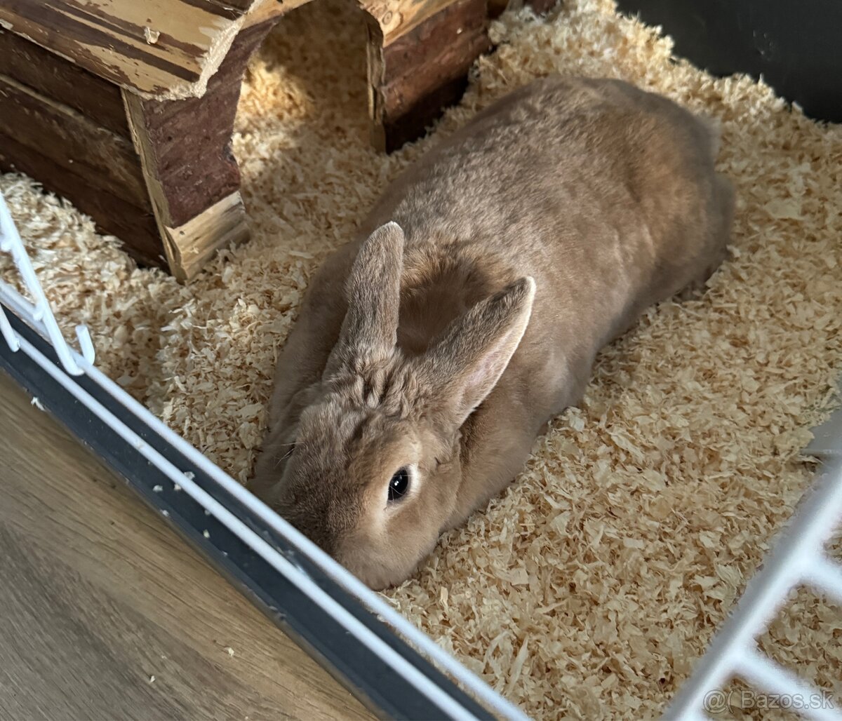 Darujem zajačika do dobrých rúk