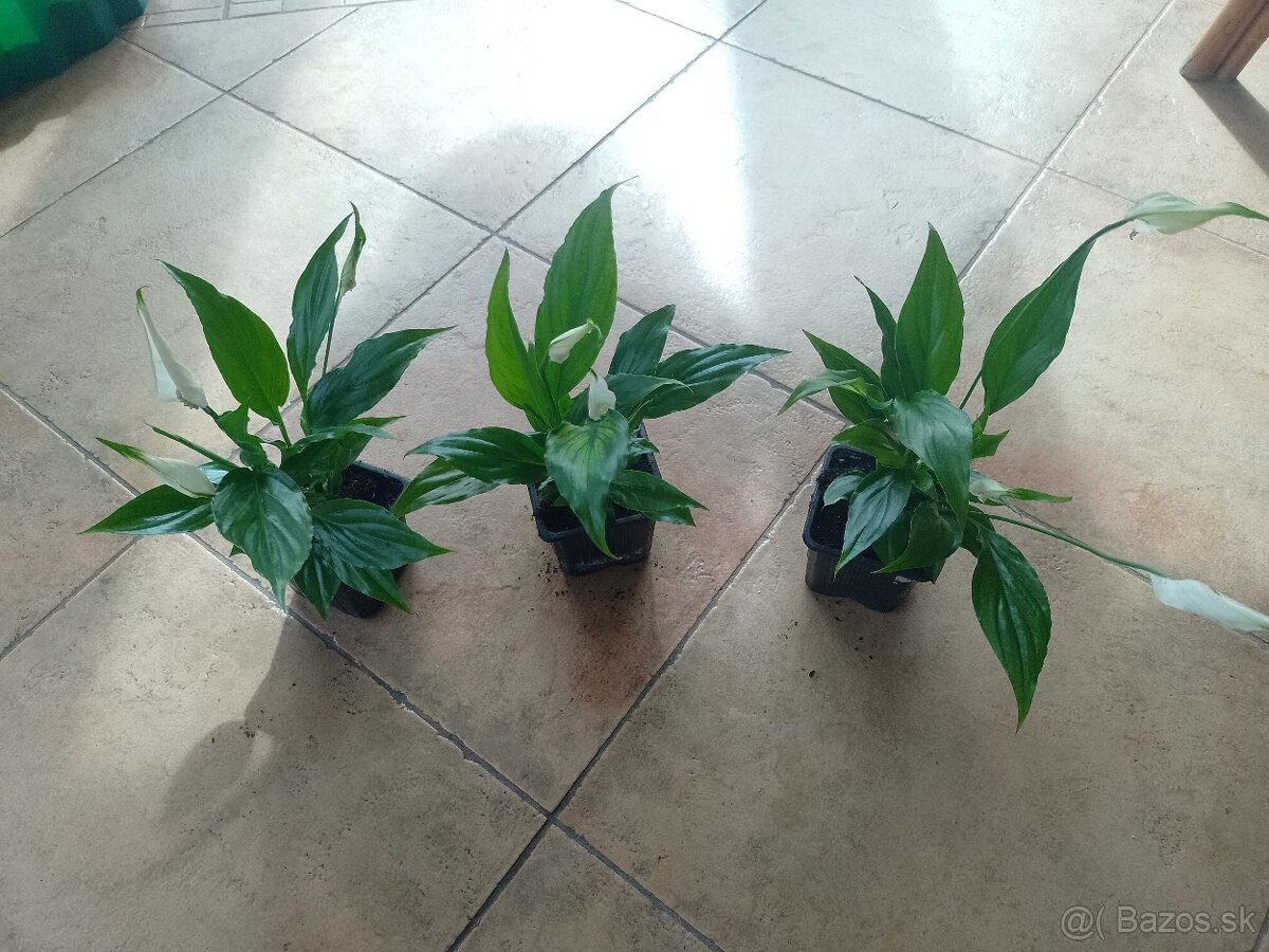 Lopatkovec biely 3mes rastlina 1ks/3,50€+posta