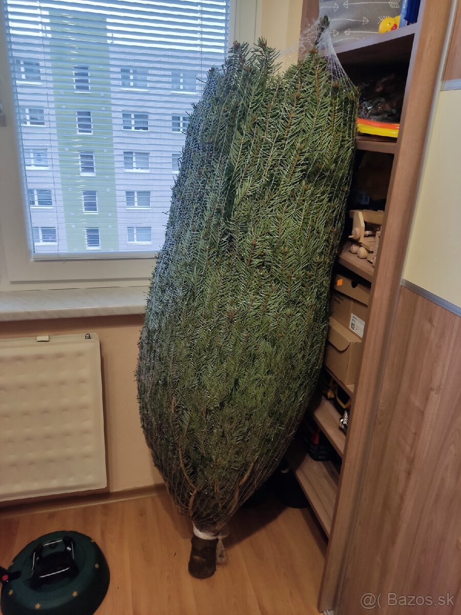 Predám živý vianočný stromček aj so stojanom