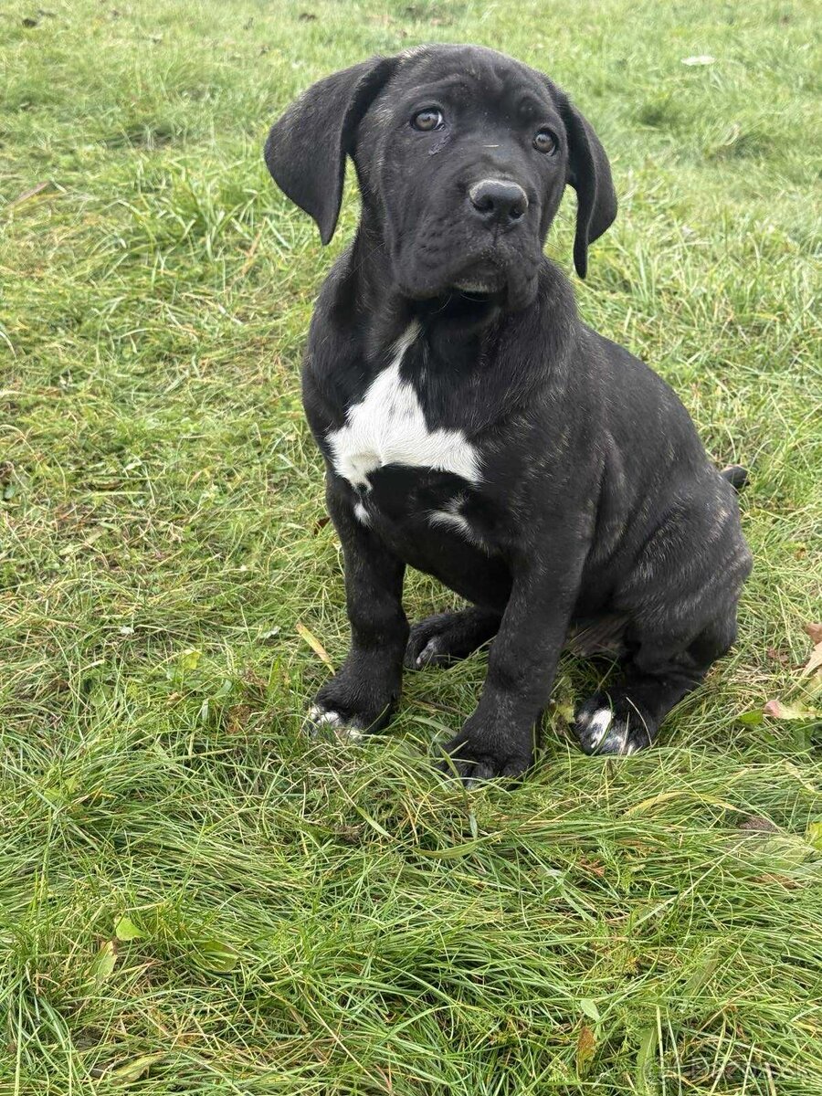 Cane Corso šteniatka