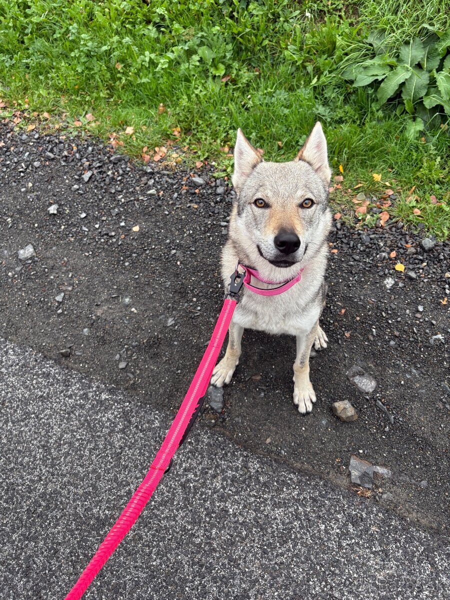 Predám fenku československého vlčiaka bez pp