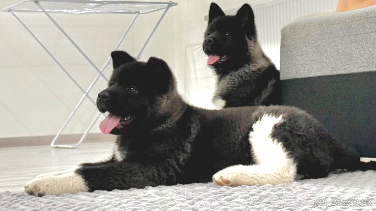 Šteniatka Americká Akita