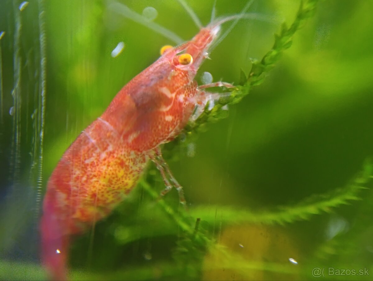 Bloody mary Orange eyes