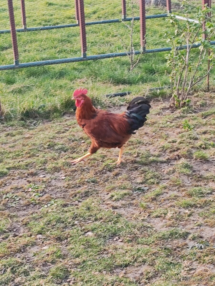 Predám dvoch kohútov