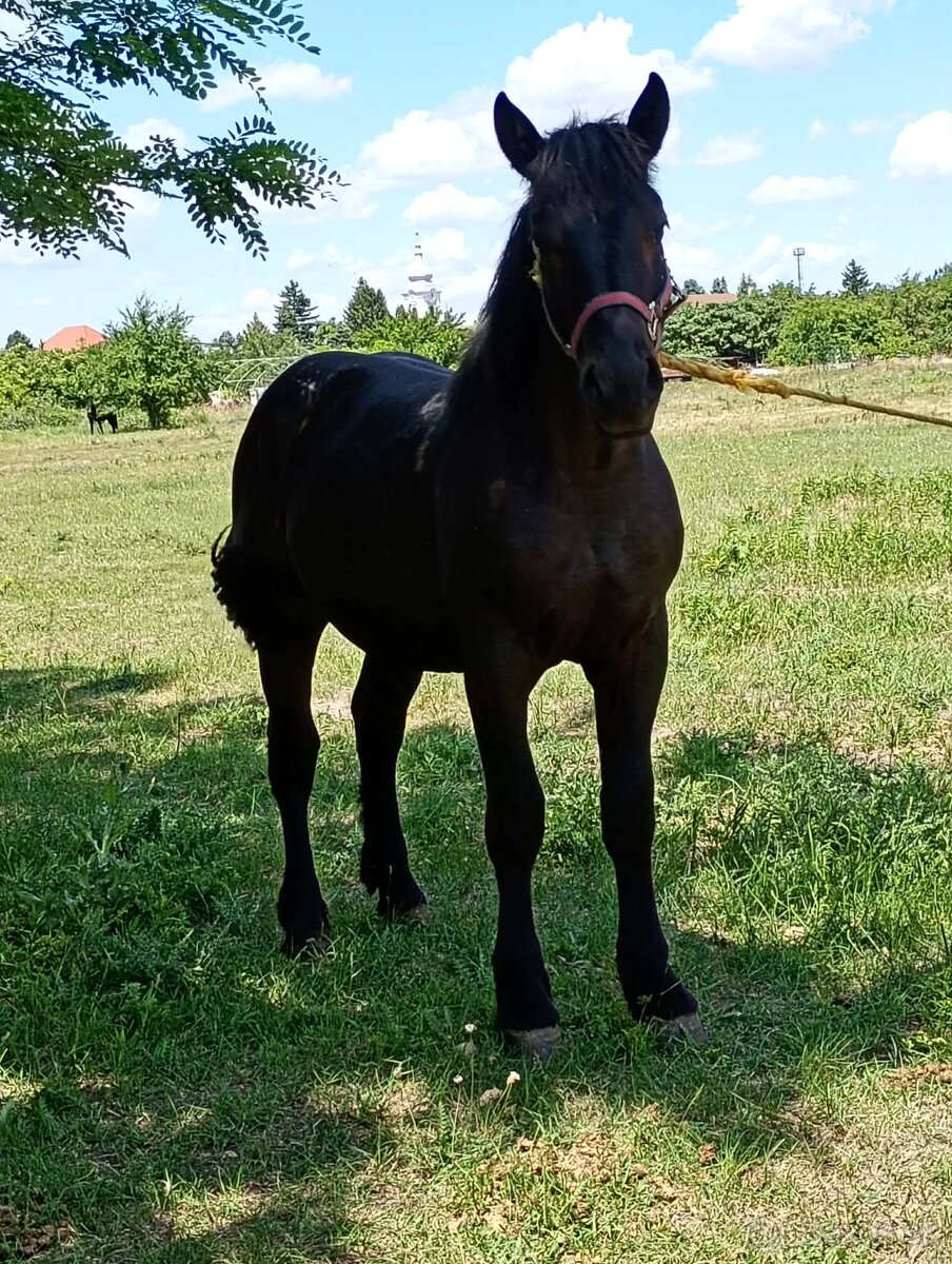 Predam ťaznu zrebec