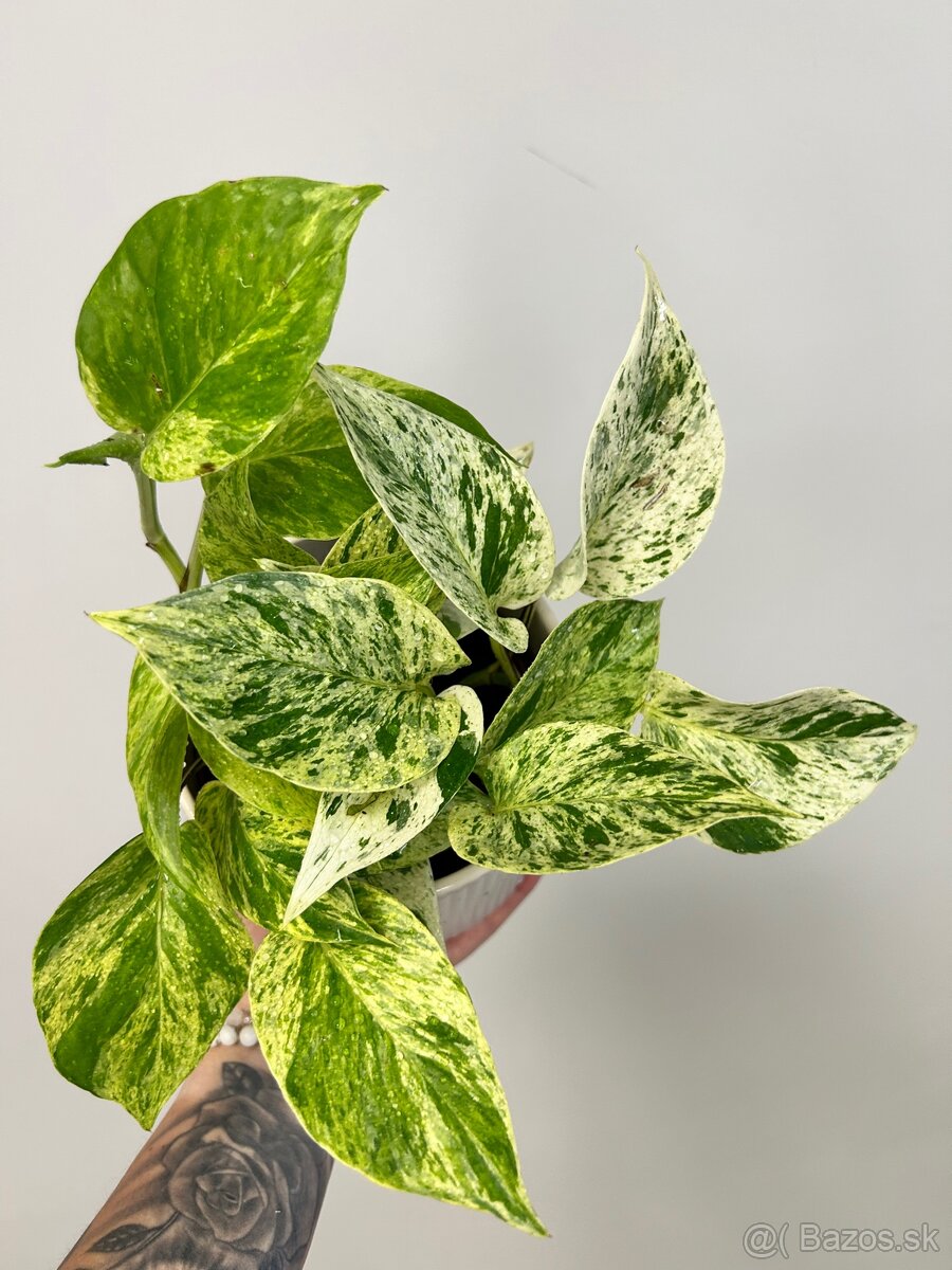 Epipremnum aureum ‚Marble Queen‘