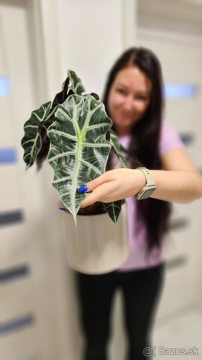 Alocasia Polly