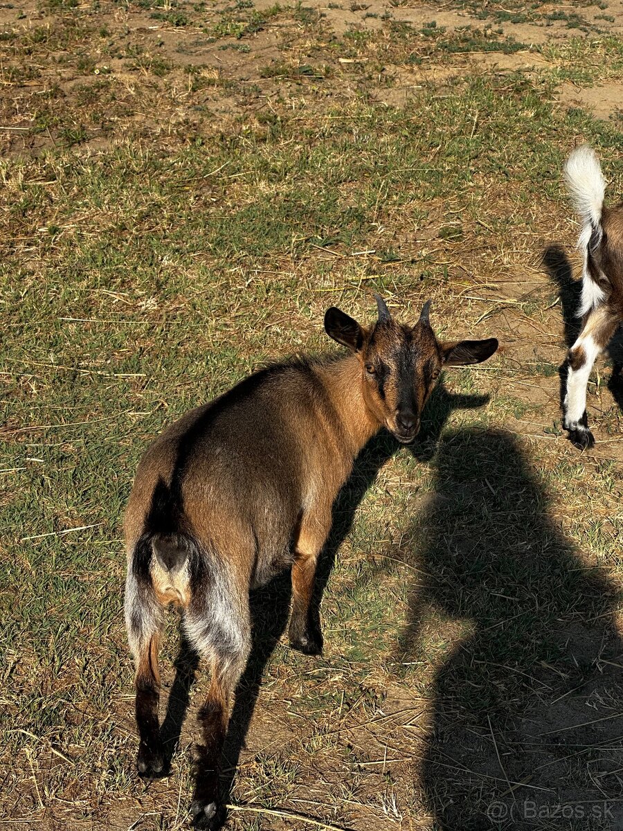 Predám mini kozičky