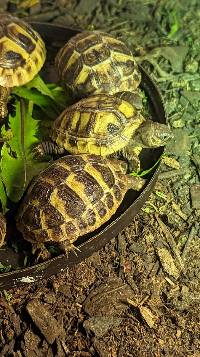 Suchozemska korytnačka zelenkasta