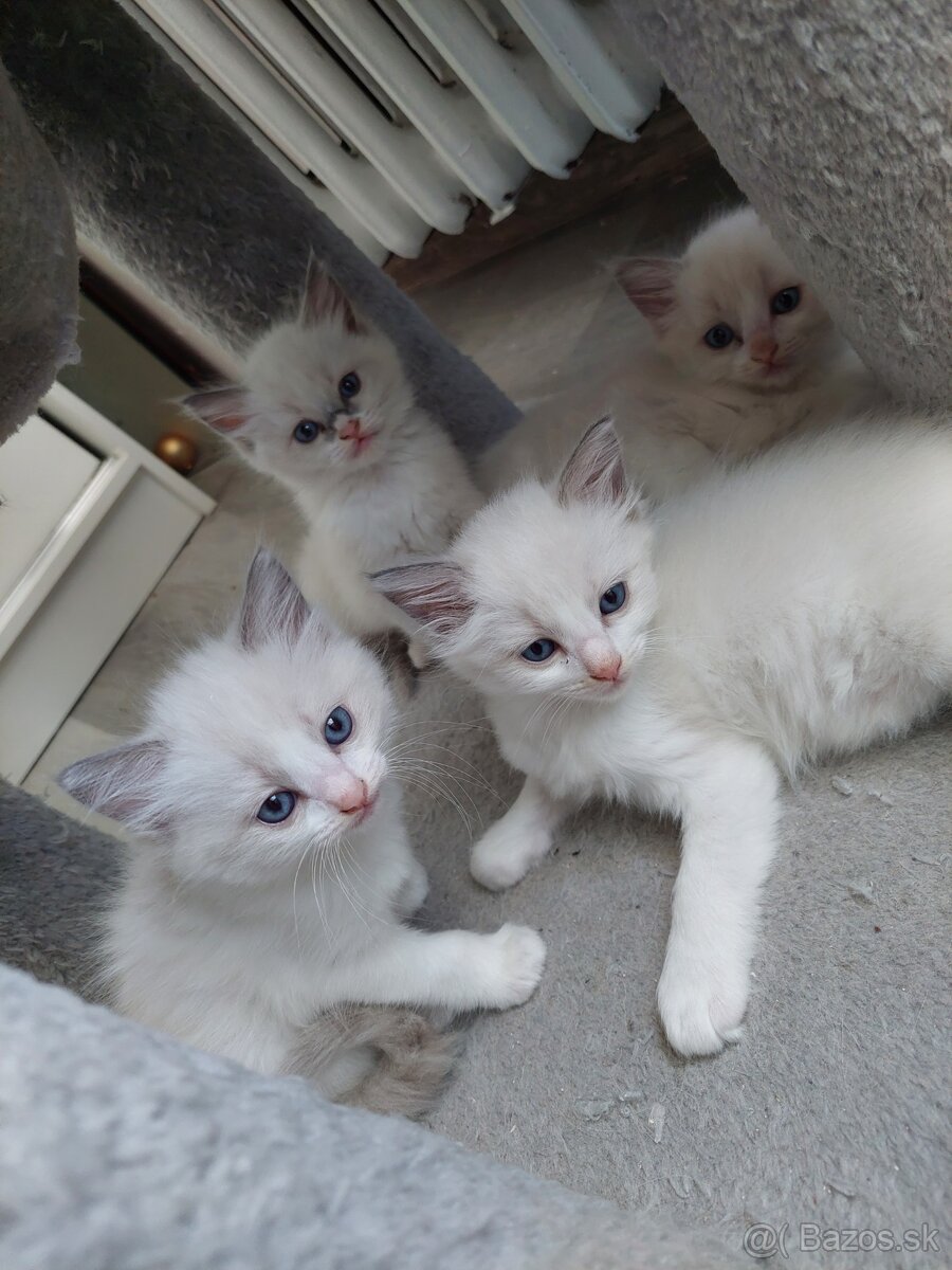 Ragdoll mačiatka bez PP (LV, LM)