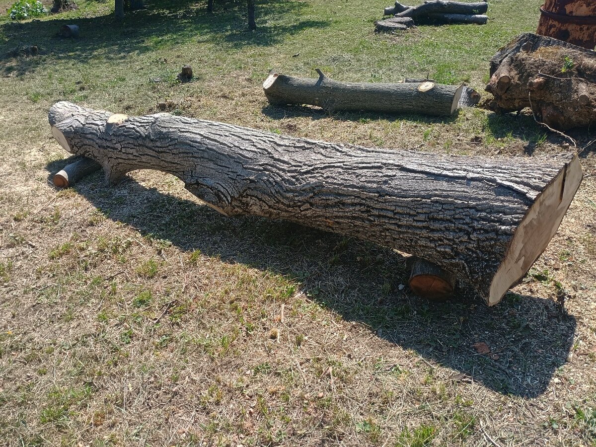 Orechový kmeň