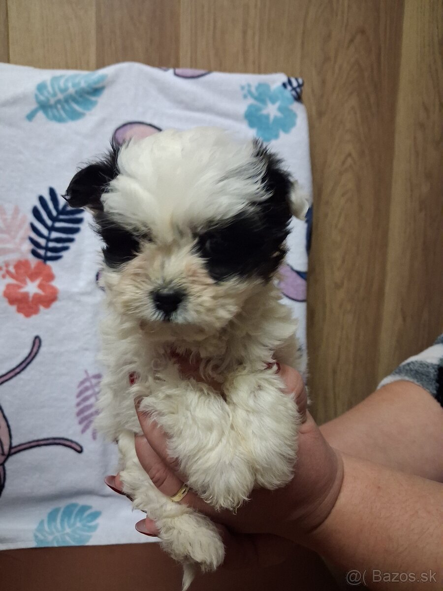 Yorkshirsky terier biewer