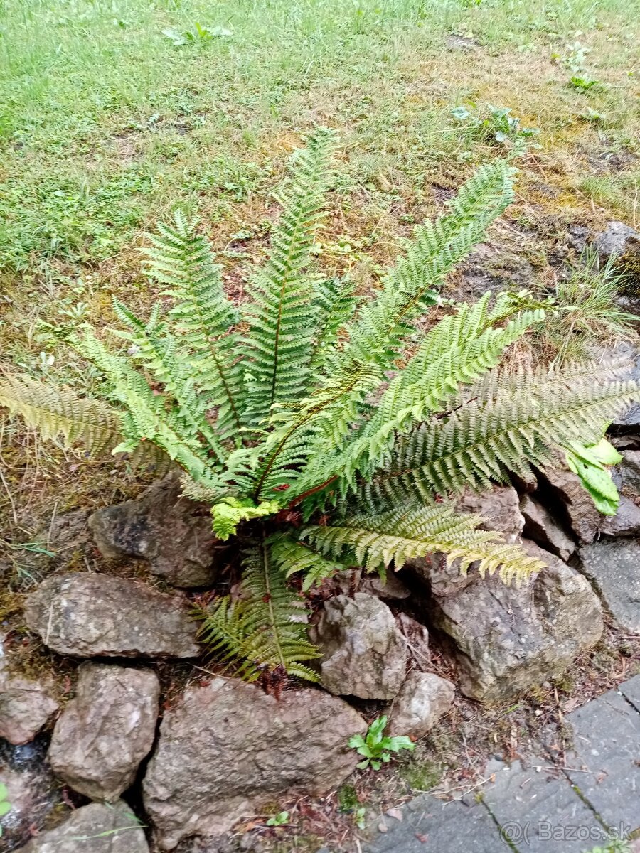 paprad vonkajsia zahradna