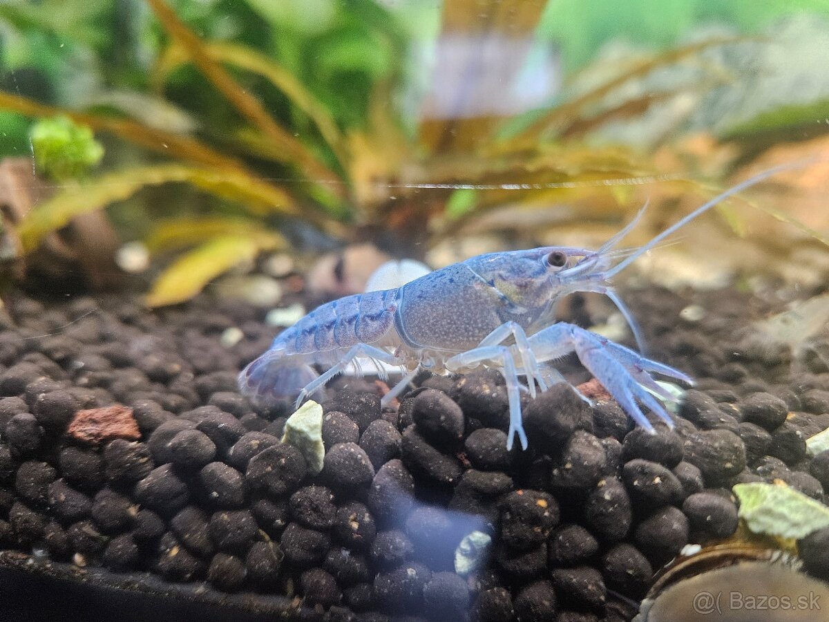 Rak Floridsky Procambarus alleni
