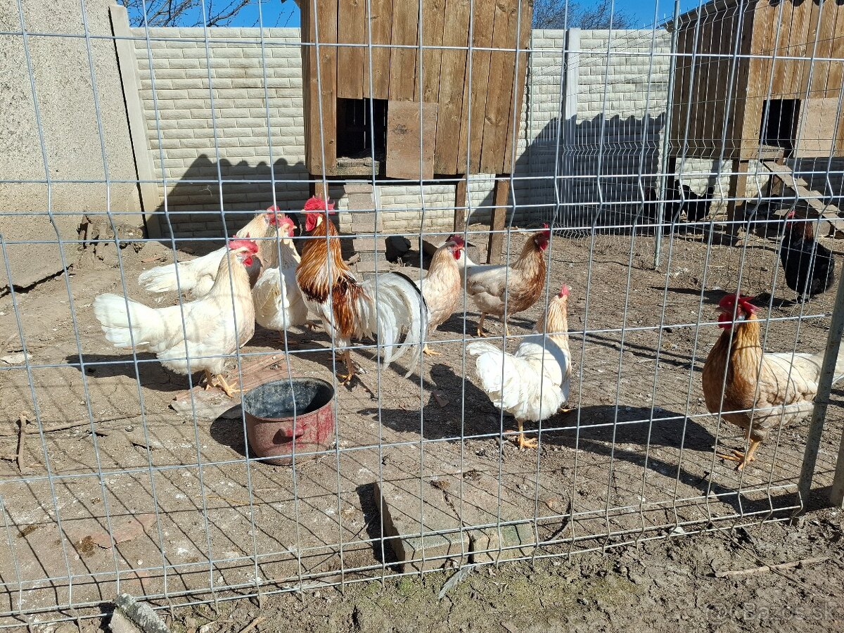 Vlaška červenosedlatá