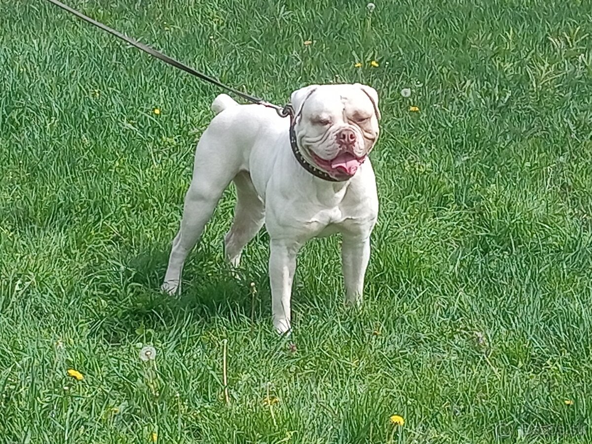Americký bulldog
