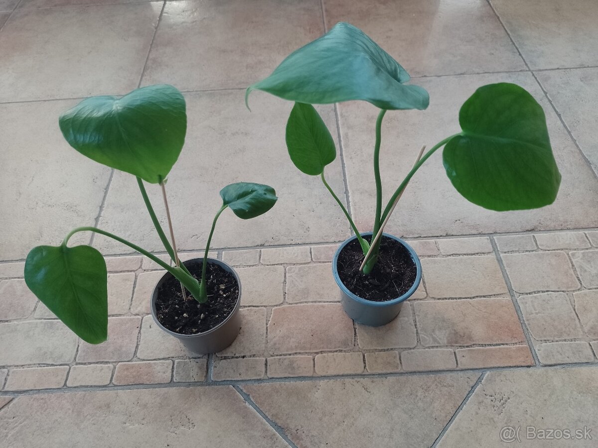 Monstera Dekiciosa )1ks/4,50€+posta