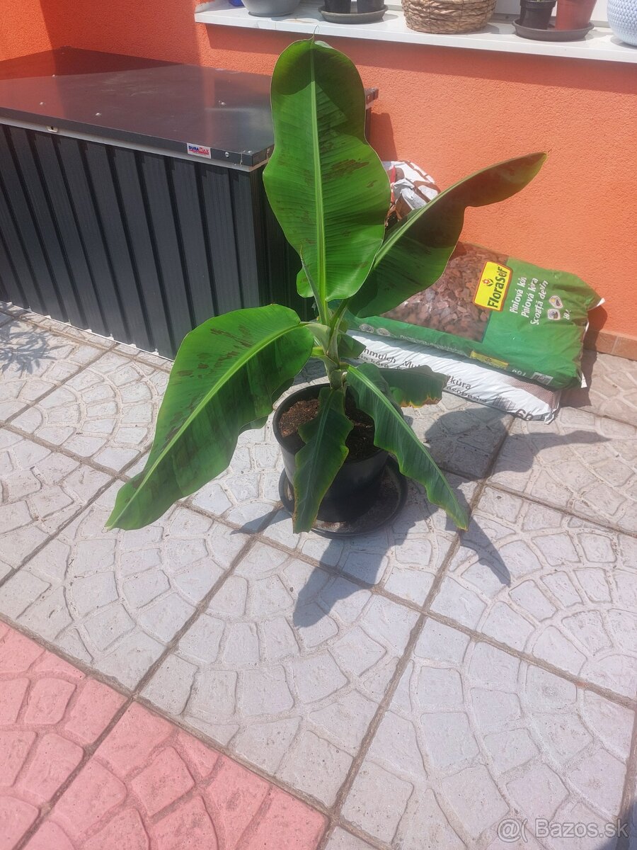 Predam bananovniky