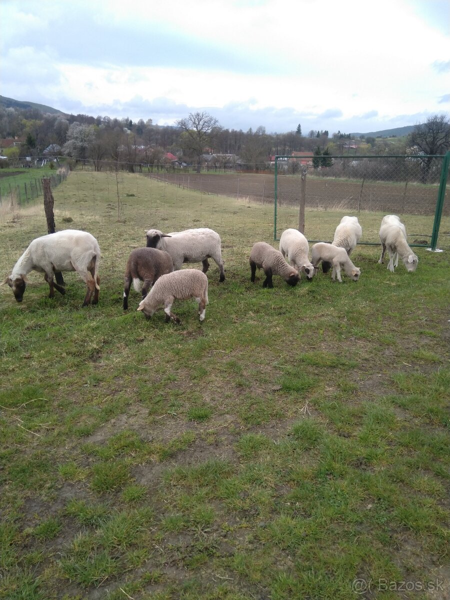 Predám ovce,jahňata
