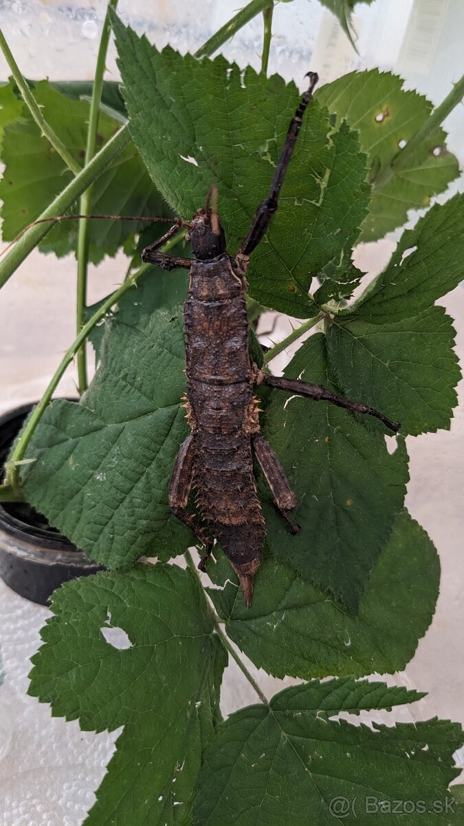 Eurycantha calcarata
