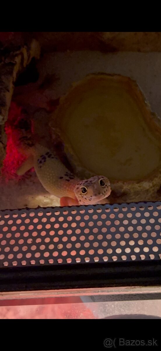 Gekoncik nočný samica