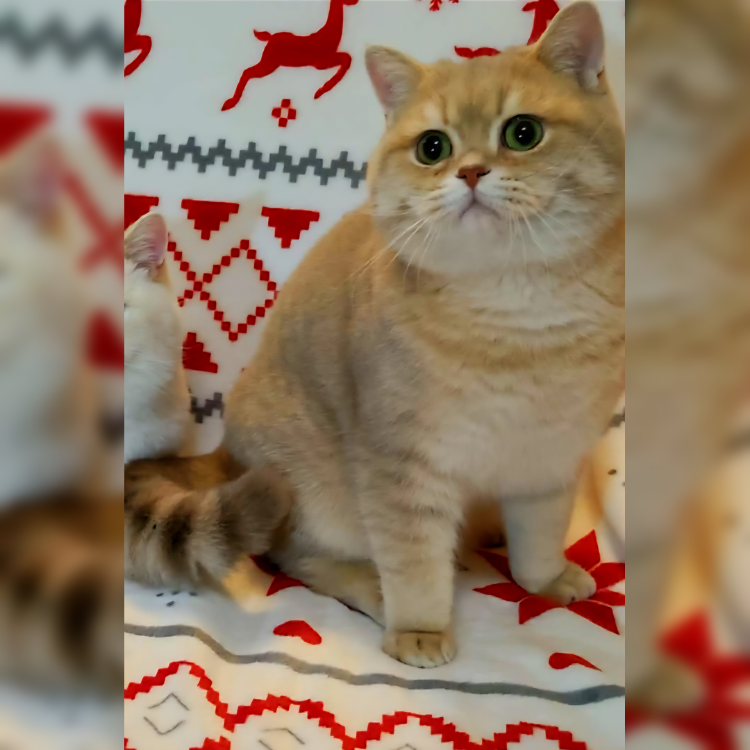 Britské mačiatka❤️ s PP extra kvalita