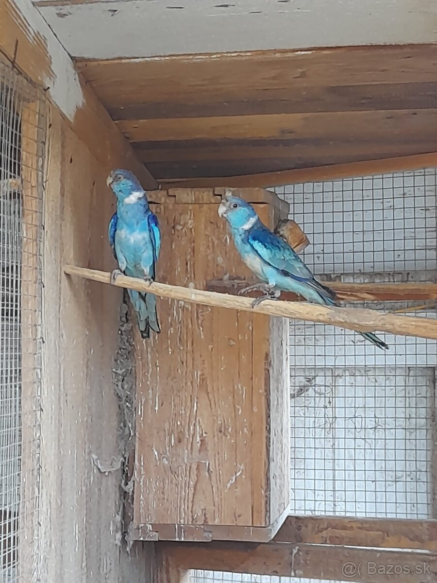 Barnard červenočelý modrý