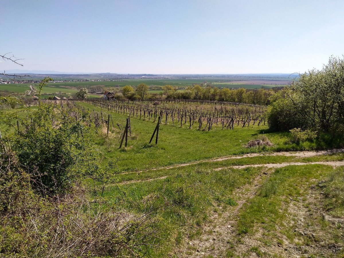 Pozemok - Vinice Čajkov - Sádovské